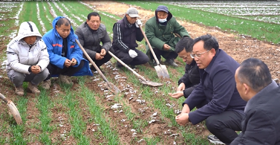 ​淮滨：积极应对寒潮天气 确保冬小麦安全越冬 百事通