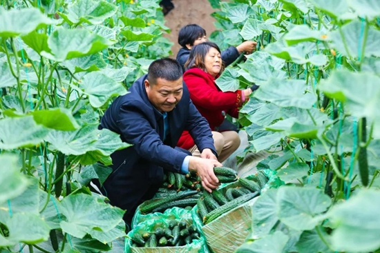 ​光山县仙居乡：冬“闲”变冬“忙”蔬菜大棚绿意浓